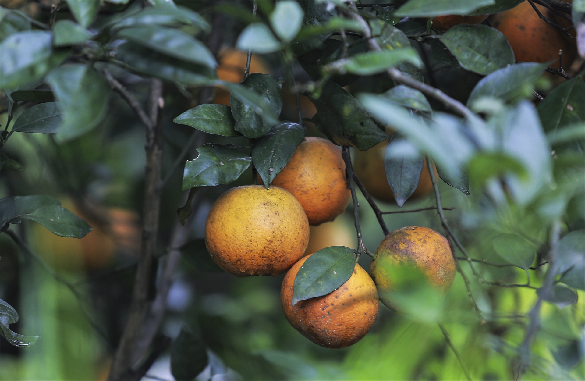 trong cam bu o Ha Tinh anh 7