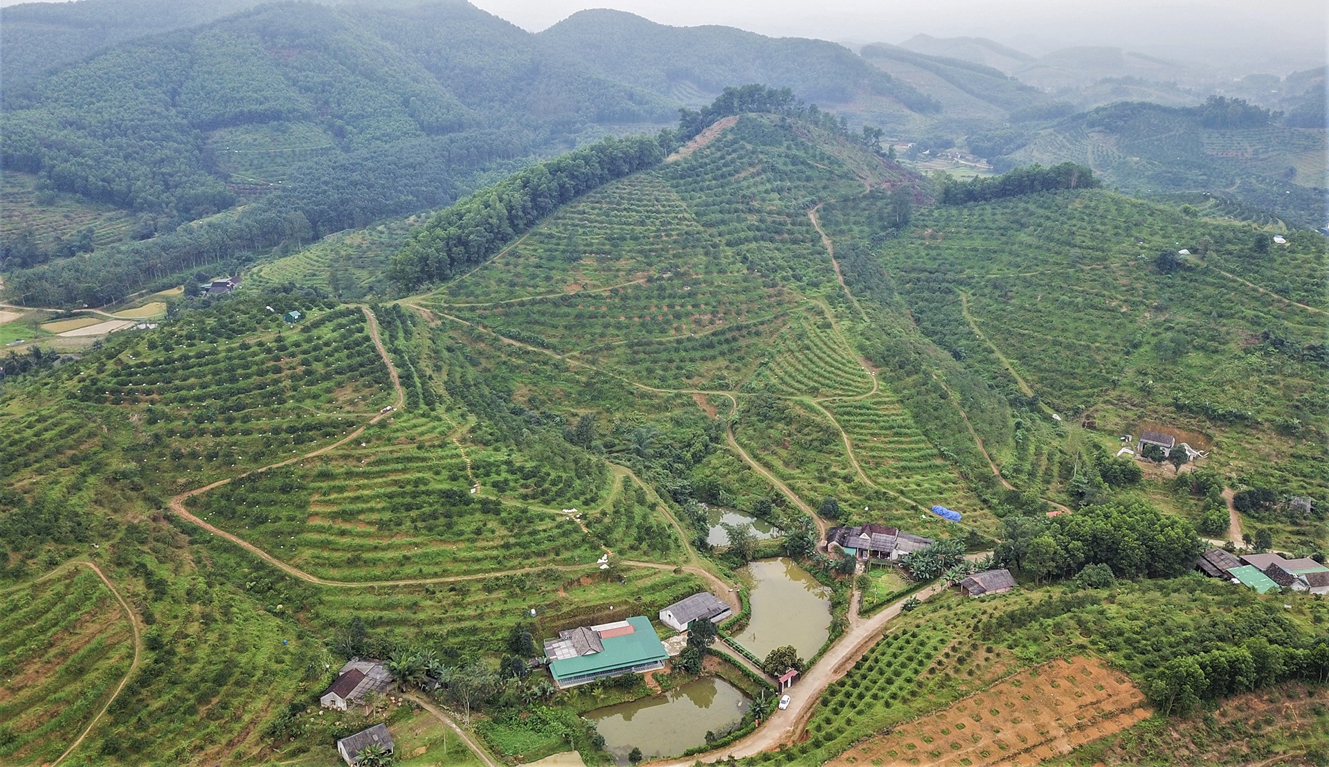 trong cam bu o Ha Tinh anh 1