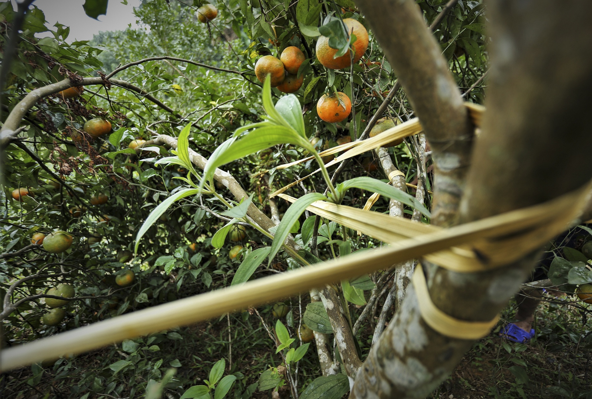 trong cam bu o Ha Tinh anh 4