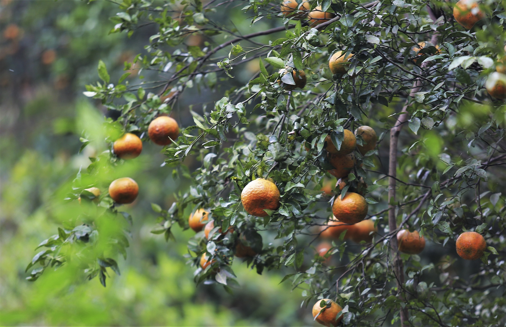 trong cam bu o Ha Tinh anh 2