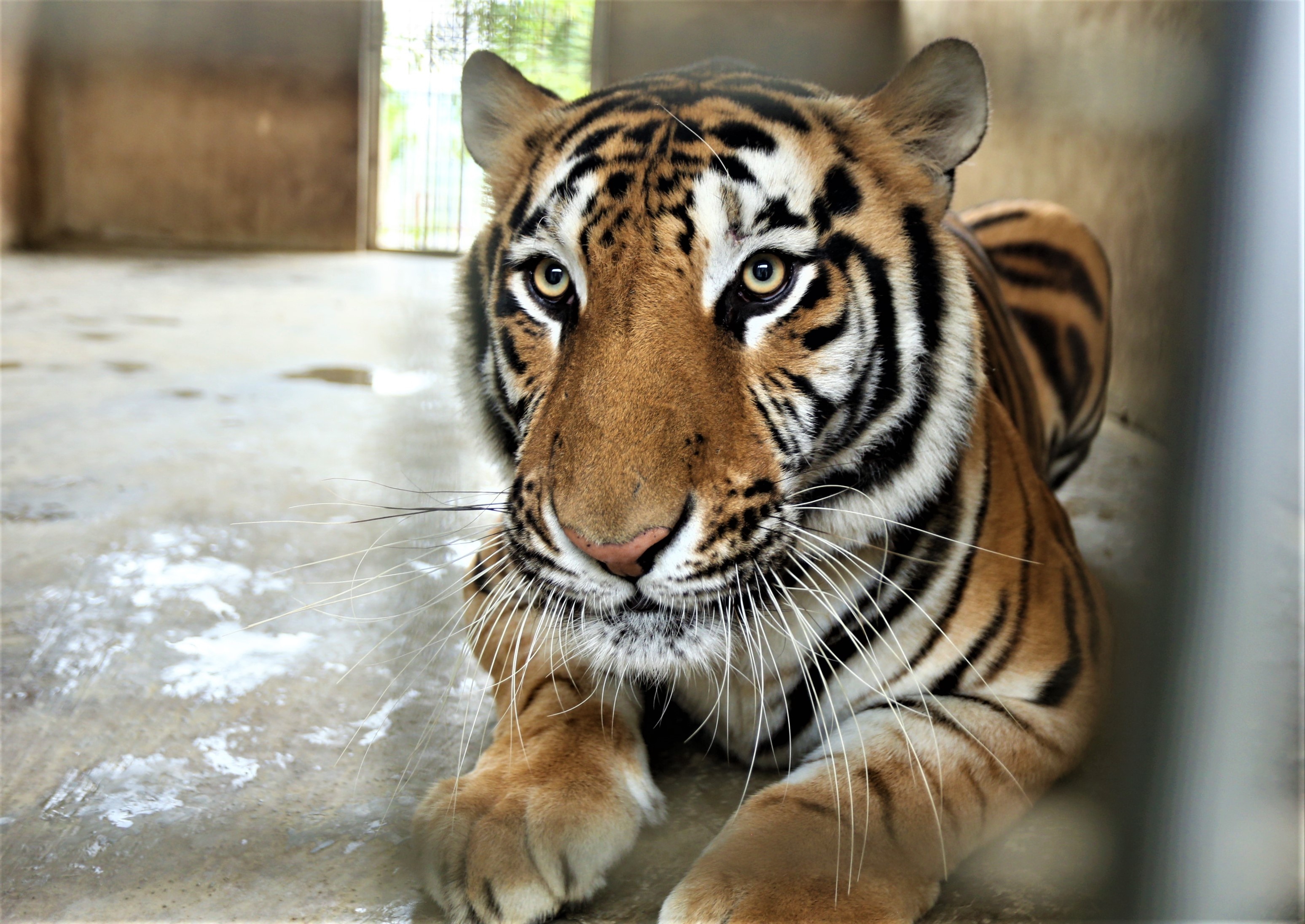 9 con ho song o khu sinh thai sau khi duoc giai cuu o Nghe An hinh anh