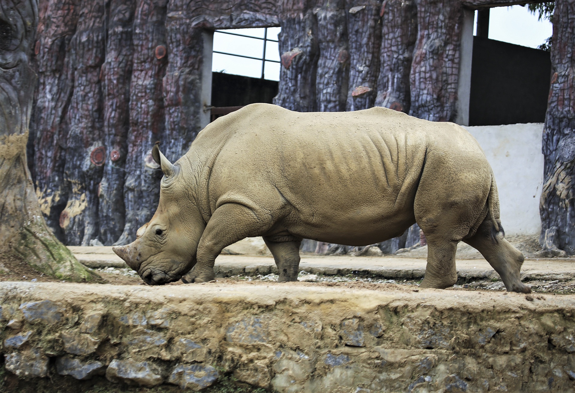 giai cuu dan ho o Nghe An anh 10