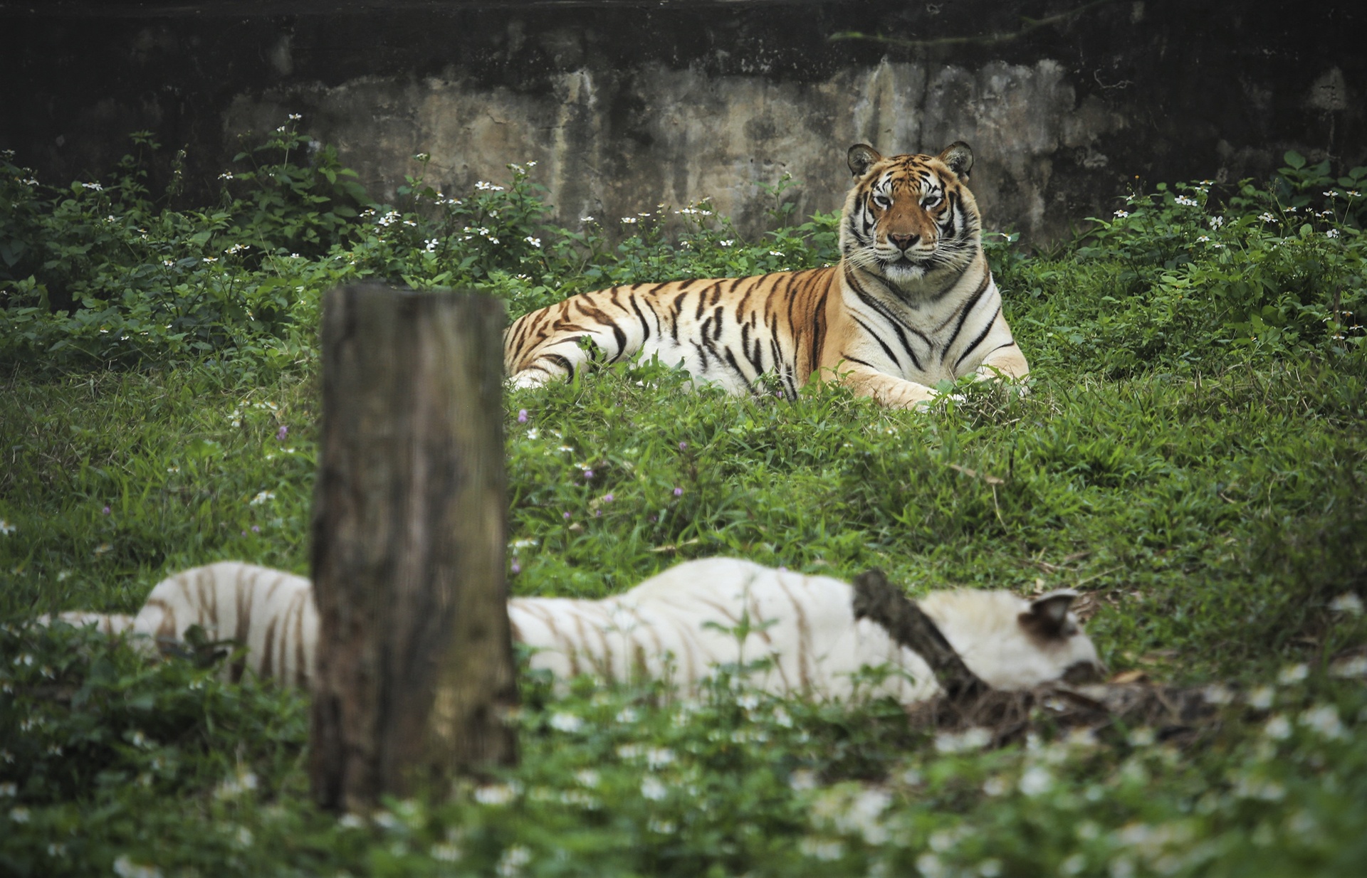 giai cuu dan ho o Nghe An anh 7