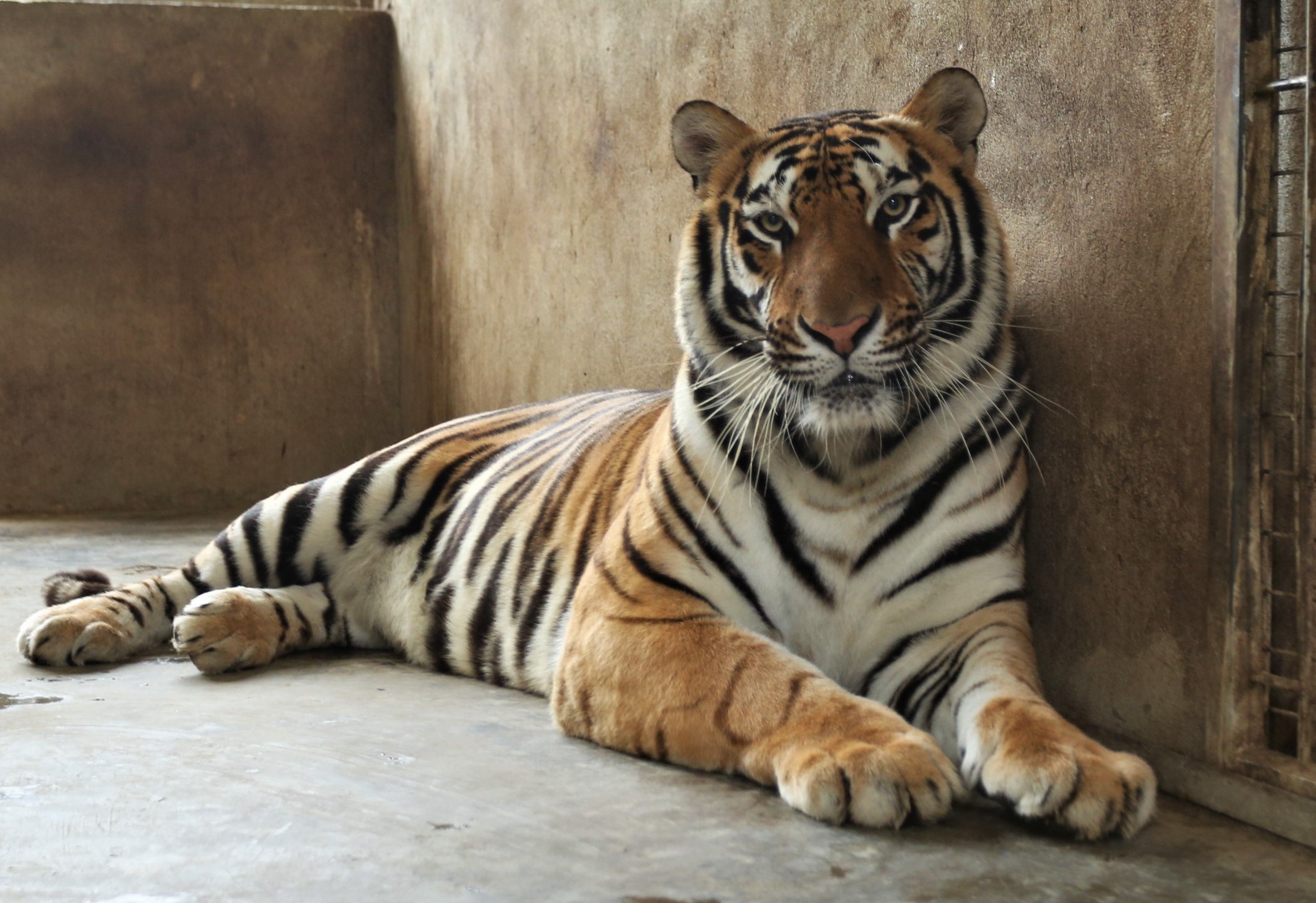 Vuon thu Ha Noi se nhan nuoi 8 con ho trong chuyen an o Nghe An hinh anh