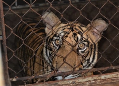 Bi phat 7 nam tu vi nuoi nhot 14 con ho hinh anh