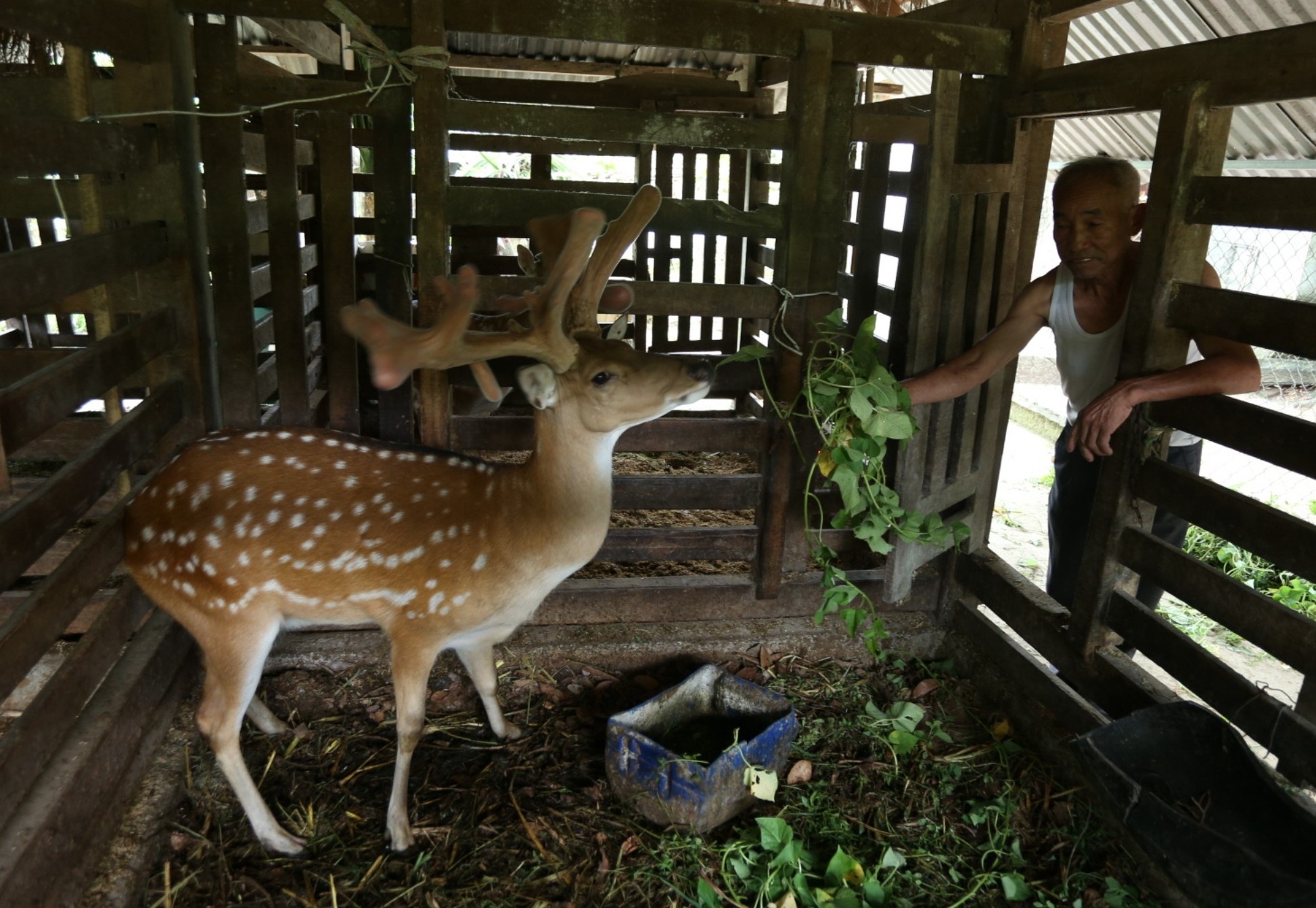 nhung huou khung anh 2
