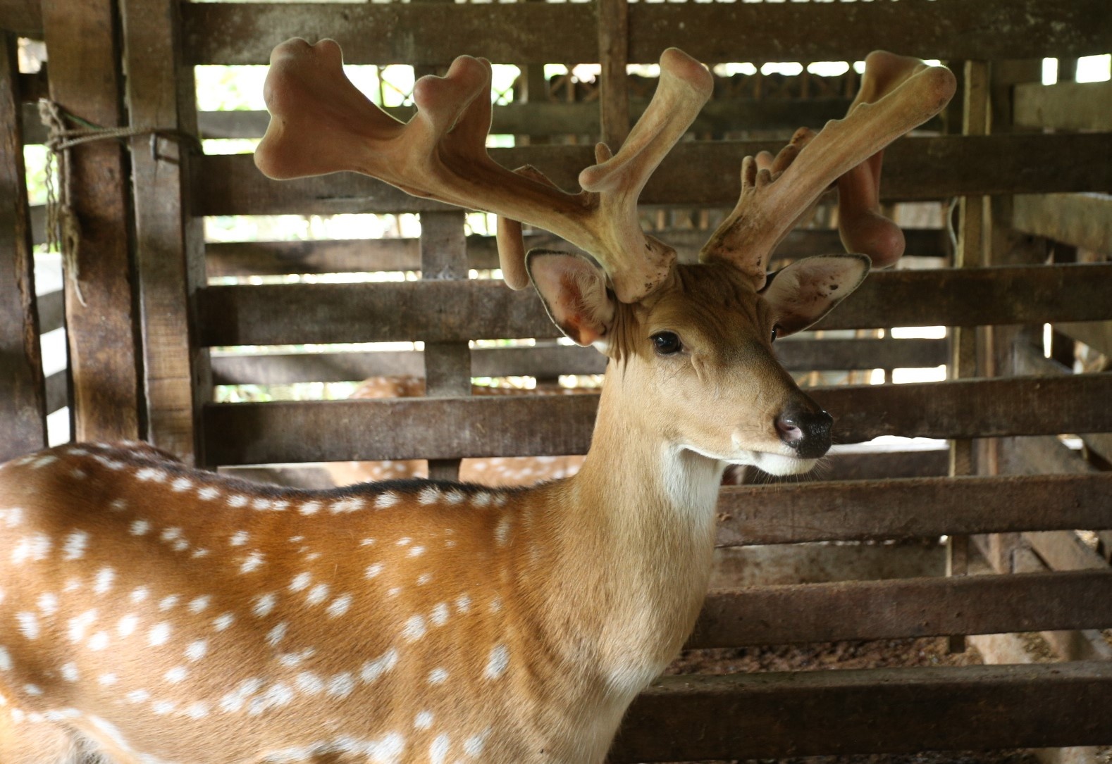 nhung huou khung anh 1