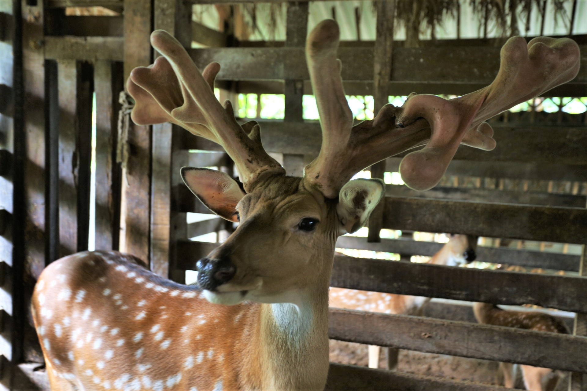 Con huou co cap loc nhung 15 nhanh, tri gia hon 60 trieu dong hinh anh