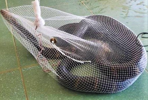 Phat hien ran ho mang chua dai 3 m o truong hoc hinh anh