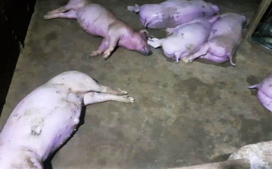 Set danh chet 12 con lon o Ha Tinh hinh anh