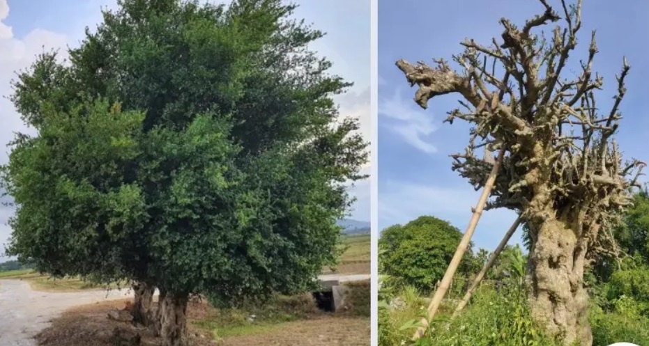 Dao trom cay duoi hon 100 tuoi sau khi lai oto tu Hoa Binh vao Ha Tinh hinh anh