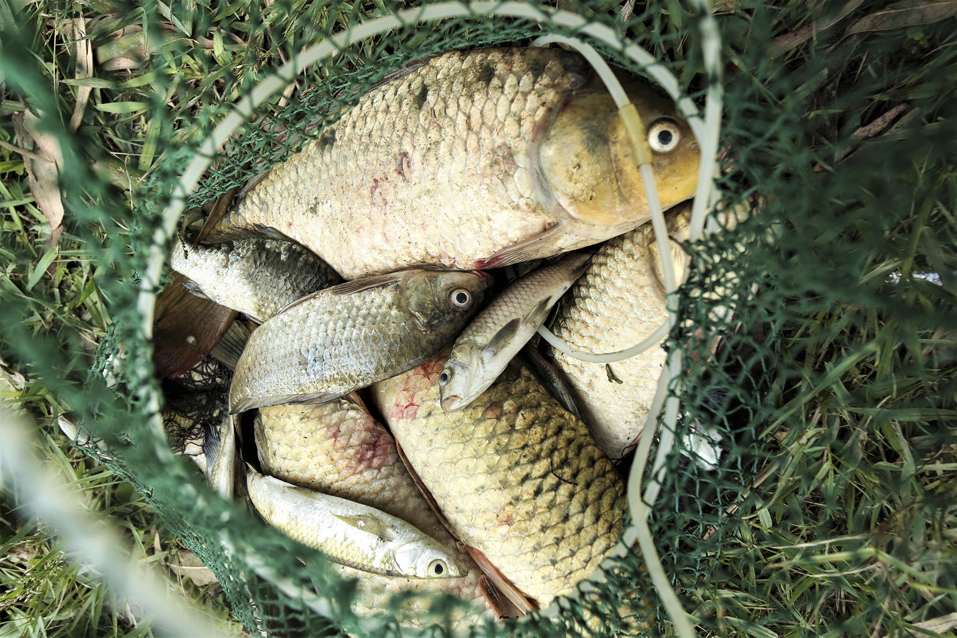 le hoi danh ca o Ha Tinh anh 12