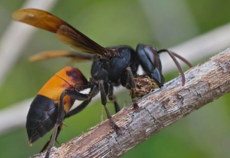 Nguoi dan ong tu vong khi vao rung dot ong hinh anh