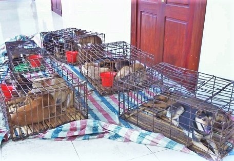 Bang nhom moi dem trom gan 100 con cho hinh anh