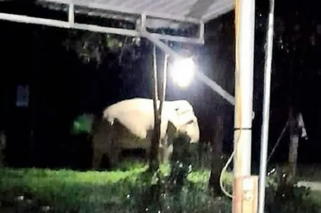 voi rung xuat hien anh 1