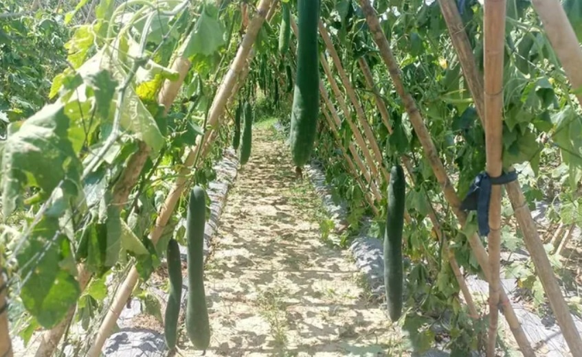 ke gian pha ruong bi anh 1