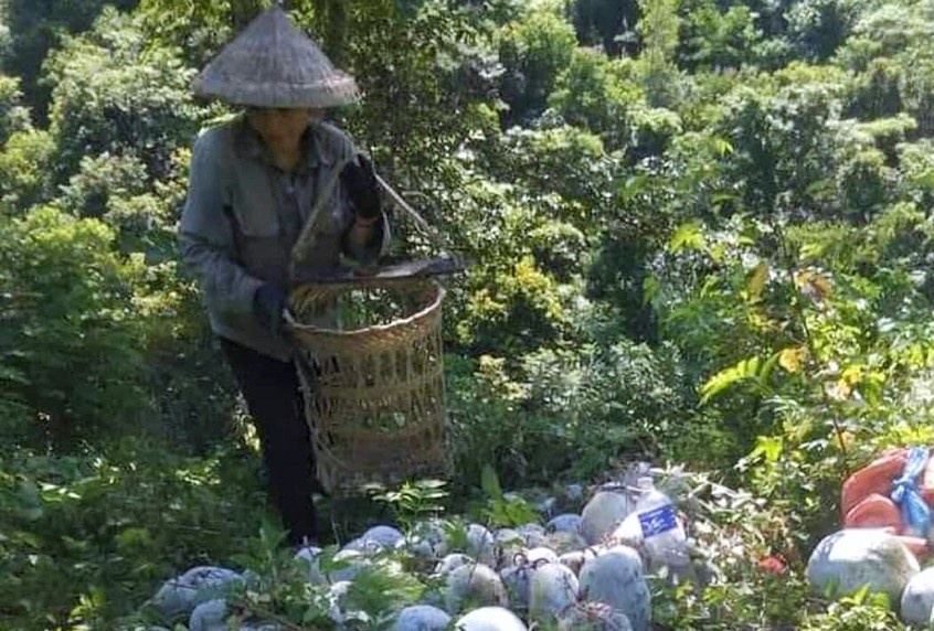 bi xanh chat dong anh 2