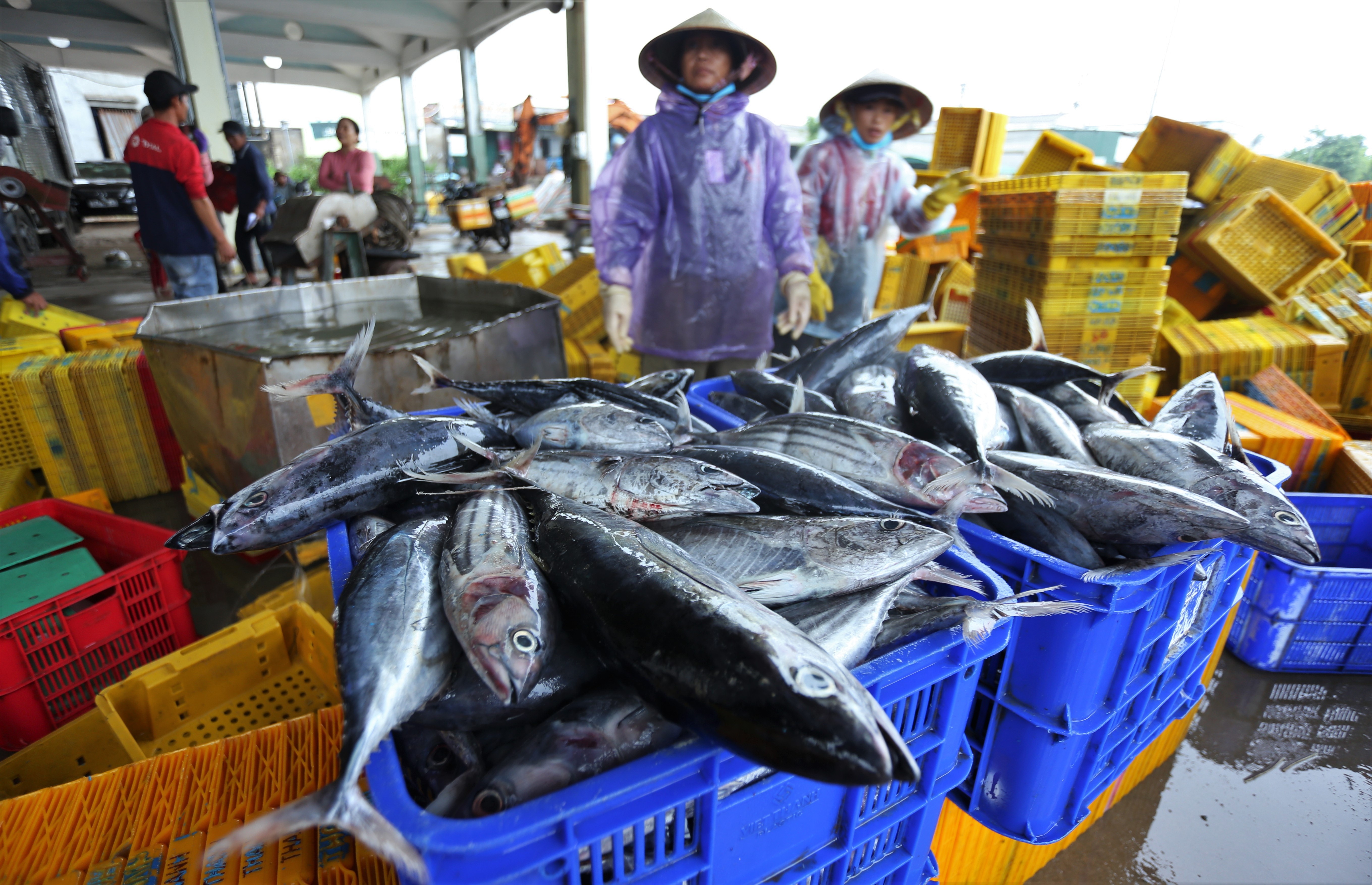 Ngu dan mien Trung hoi ha ban ca truoc gio bao Noru do bo hinh anh