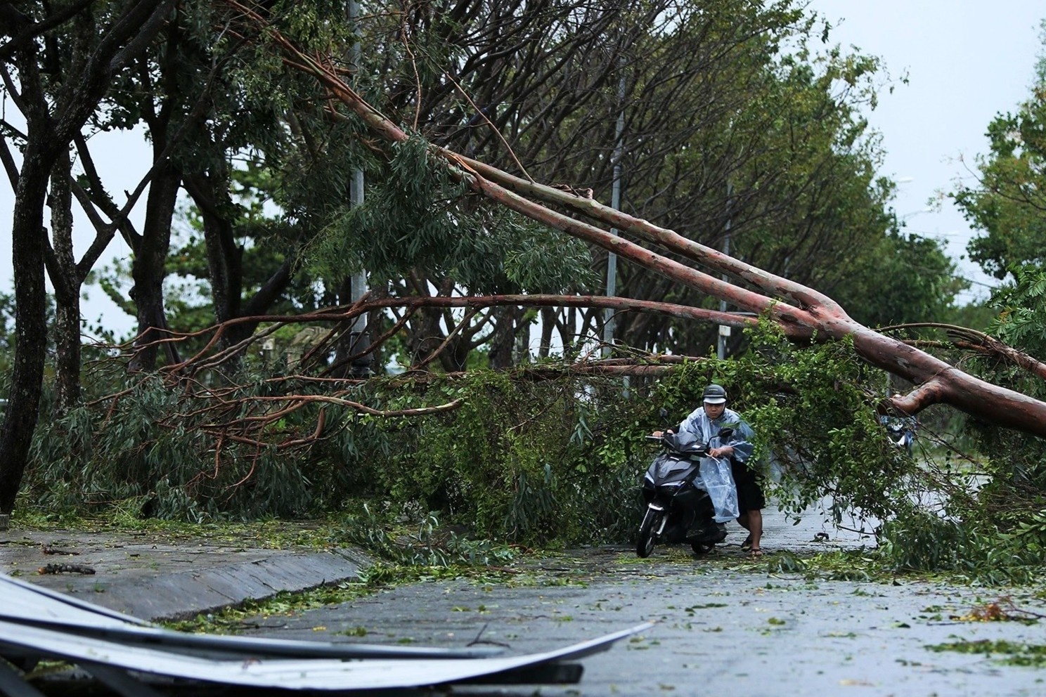 Canh hoang tan sau tran can quet cua bao Noru hinh anh