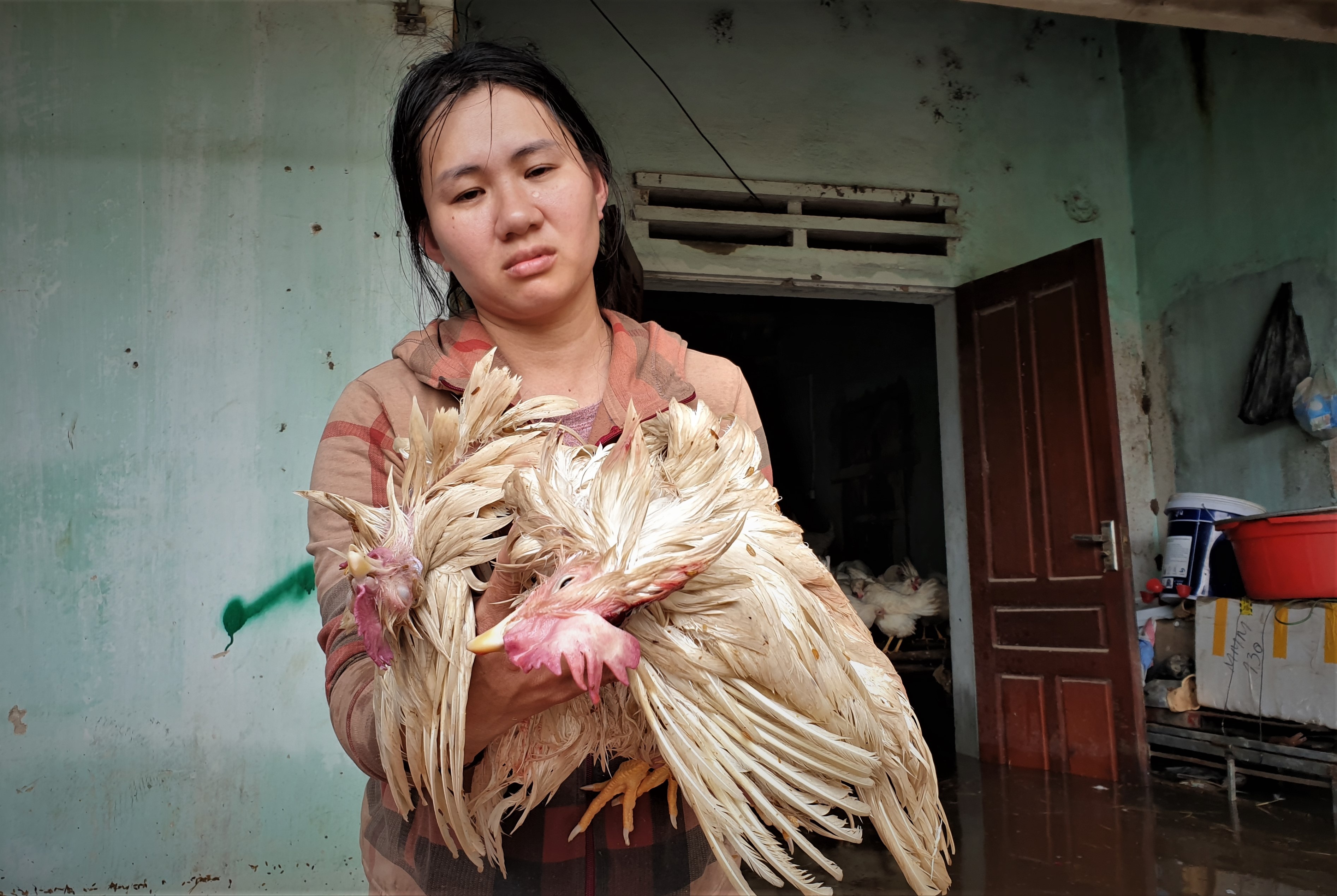 Nguoi vung lu Nghe An chua xot nhin vat nuoi chet dan hinh anh