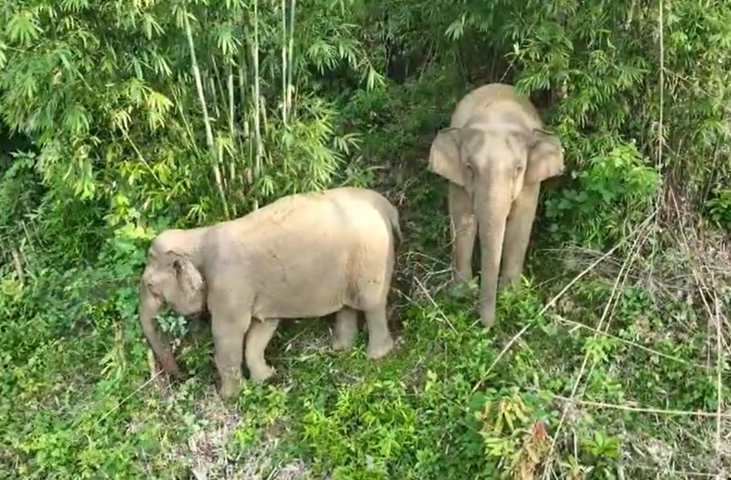 Voi rung xuat hien trong nuong ray nguoi dan hinh anh