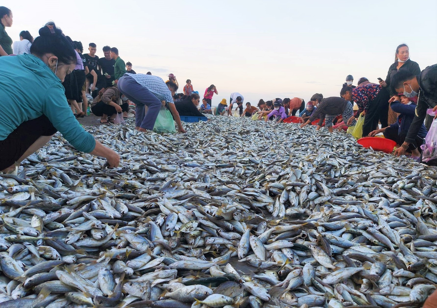 Ngu dan trung hon 4 tan ca du hinh anh