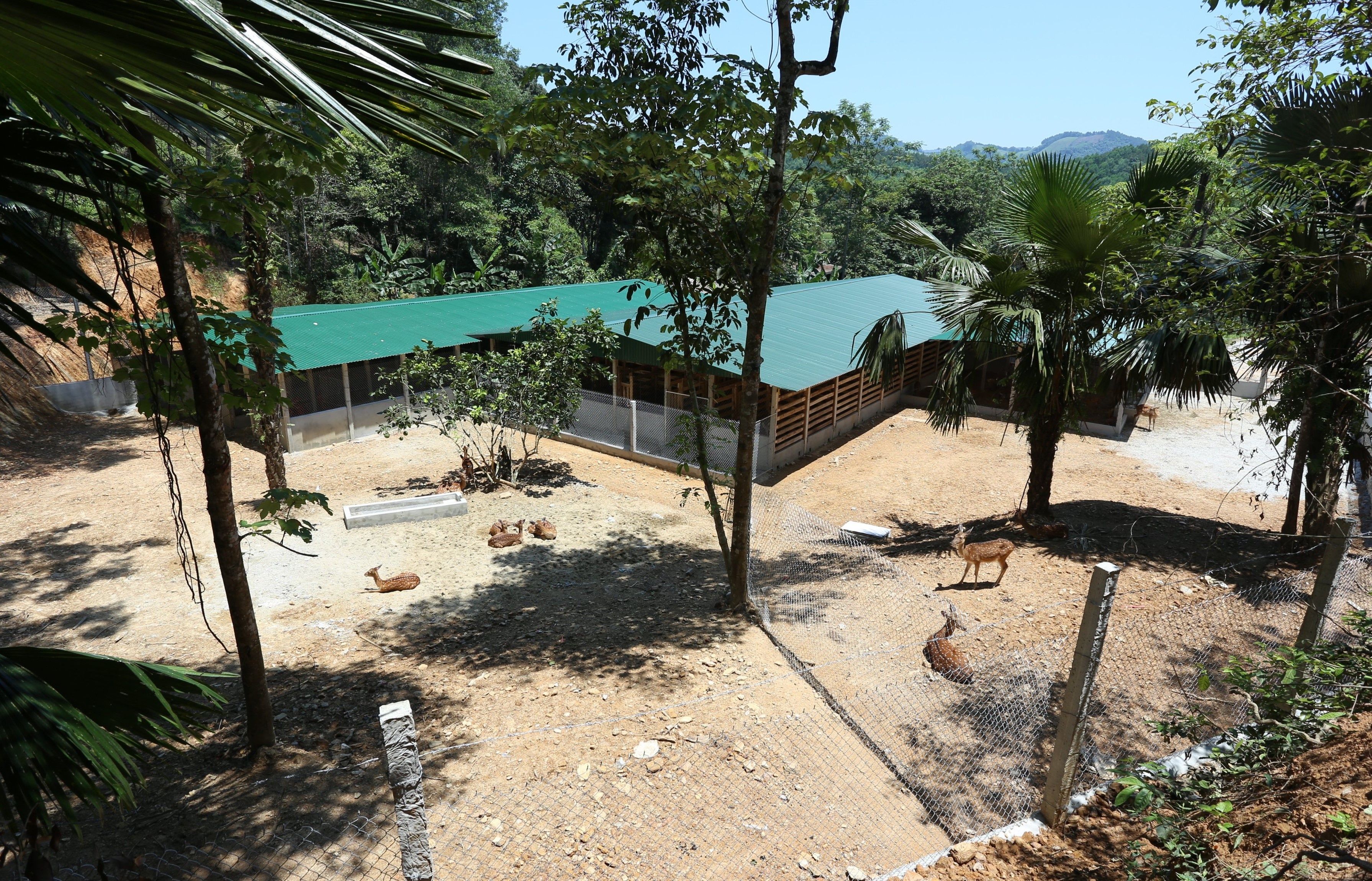 huou sao Ha Tinh anh 2