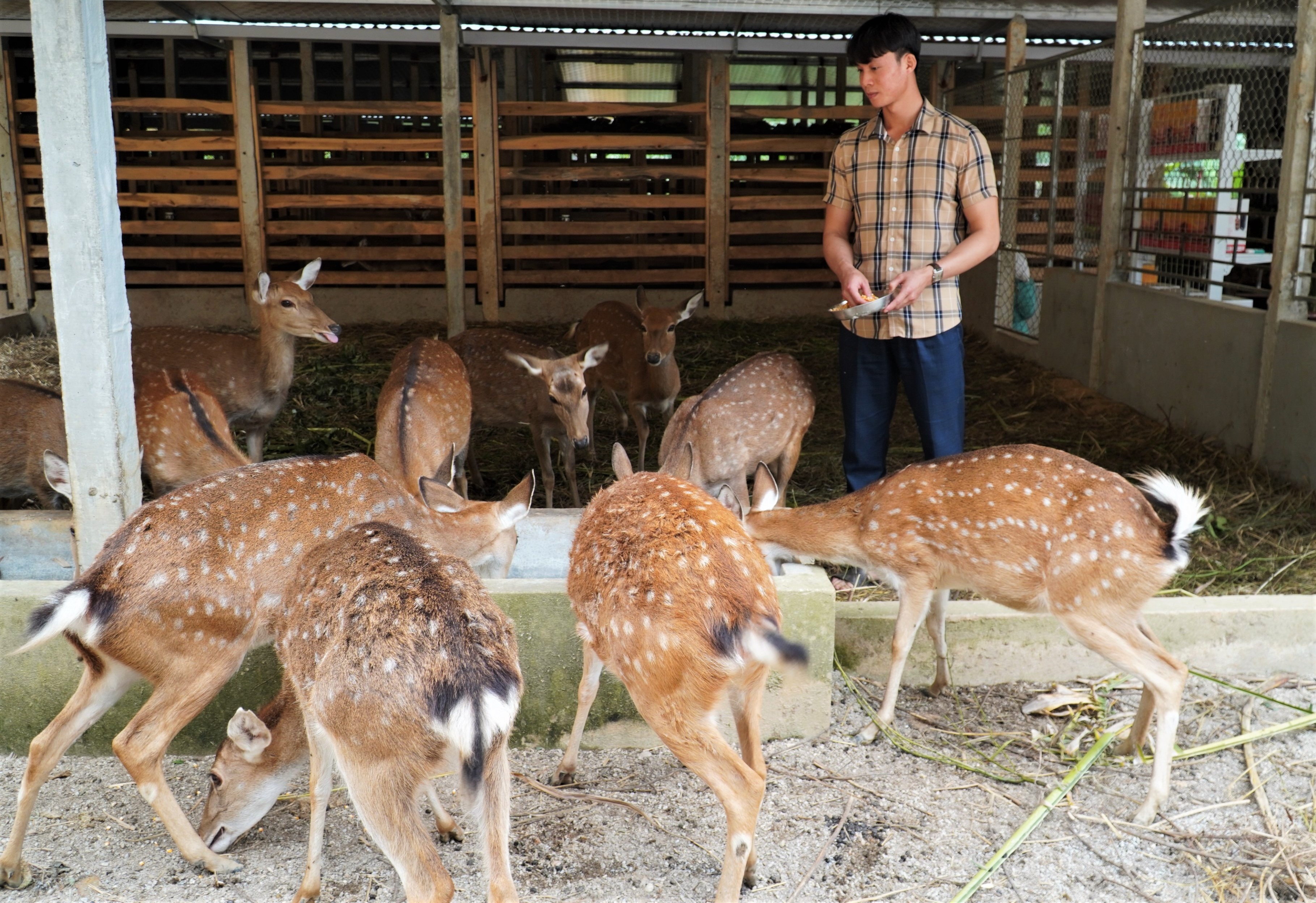 huou sao Ha Tinh anh 1