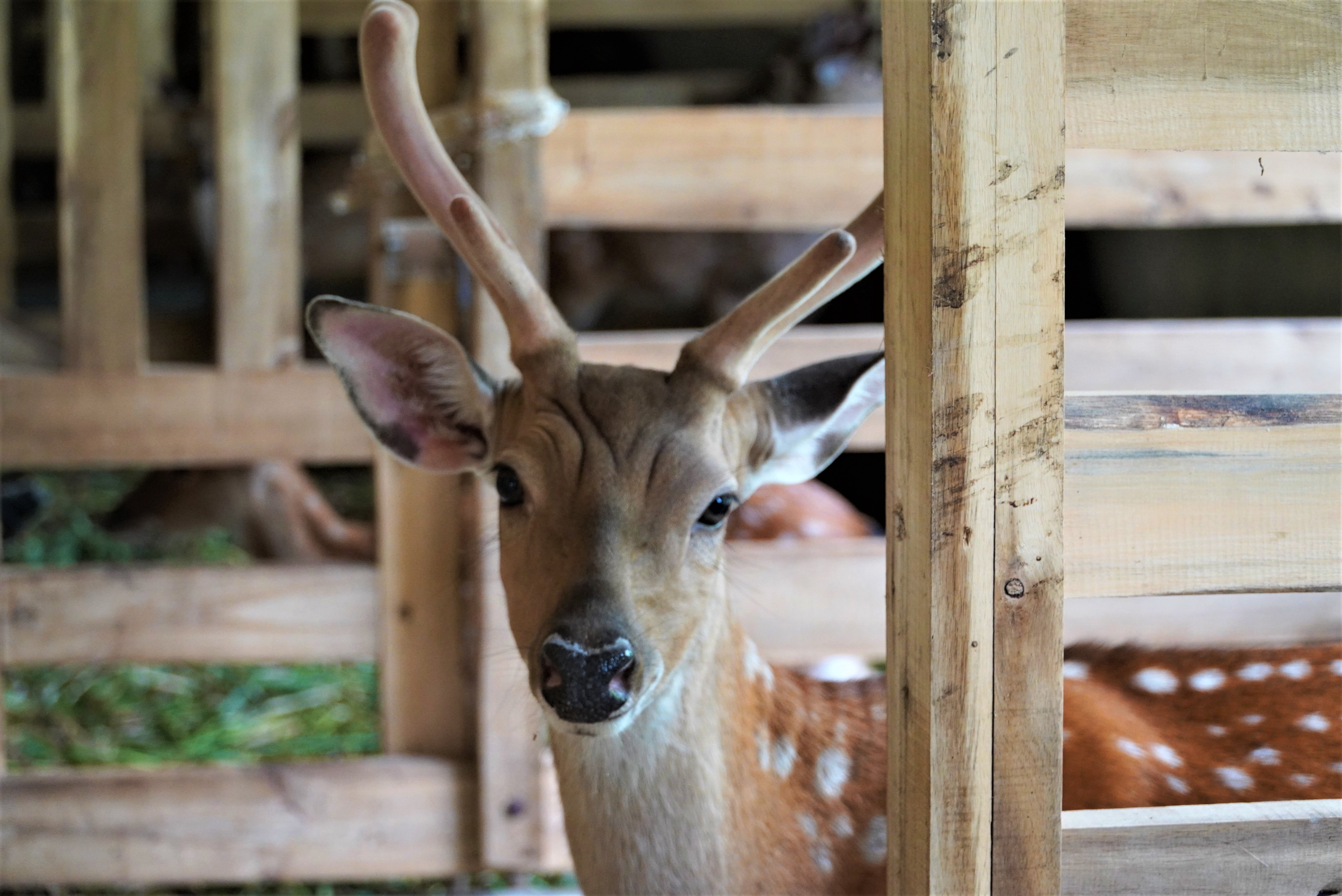 Trai nuoi huou tien ty o Ha Tinh hinh anh