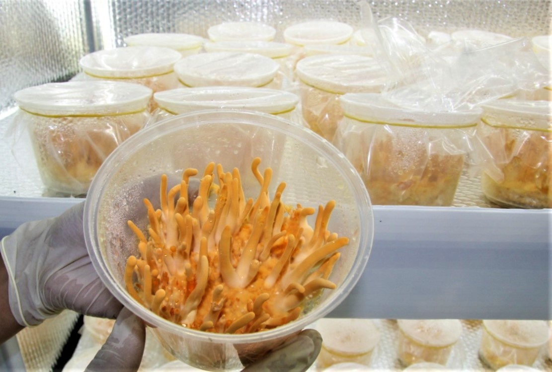 dong trung ha thao anh 2