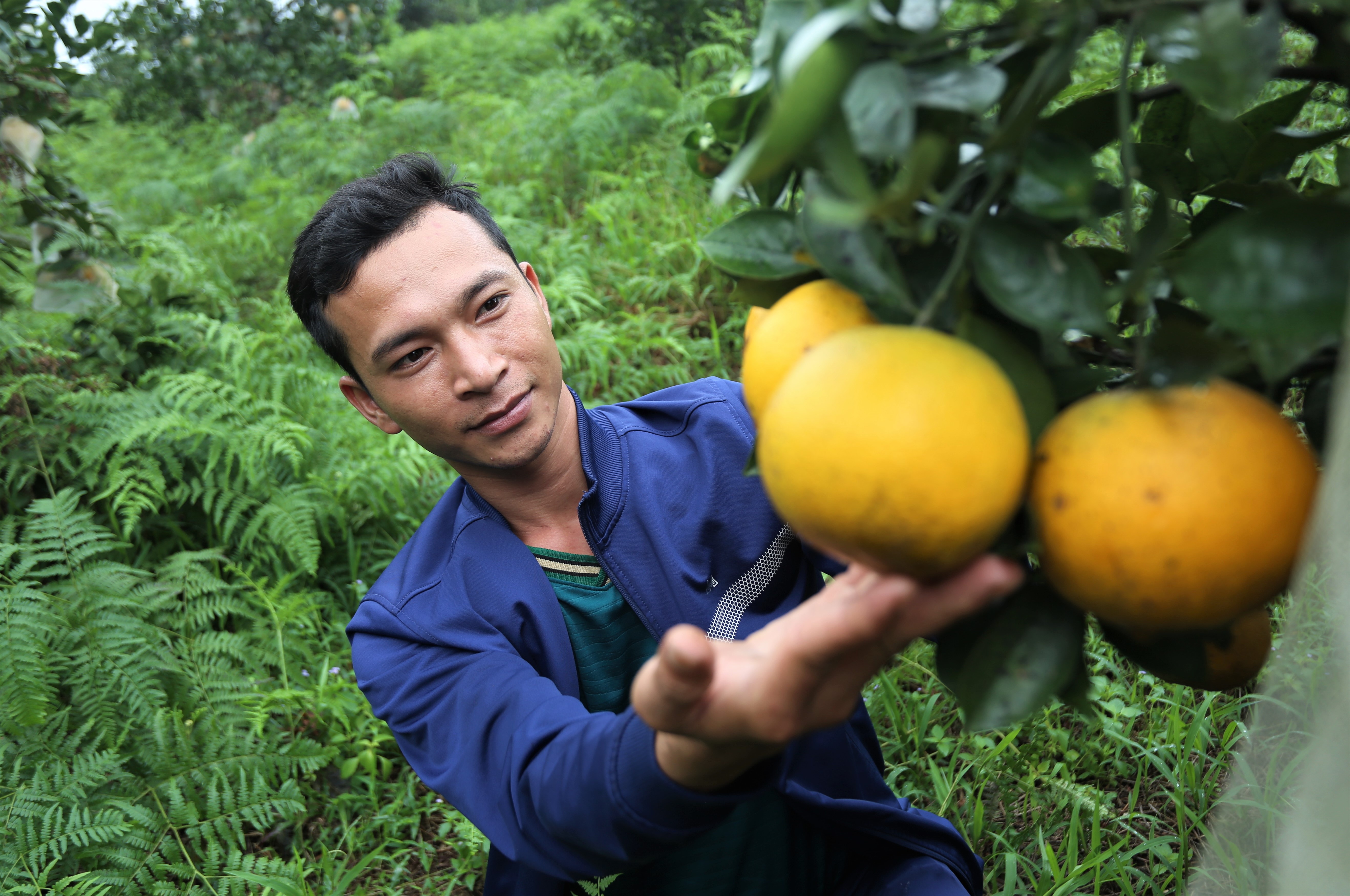 90.000 dong moi kg, cam dac san Ha Tinh van khong du ban hinh anh