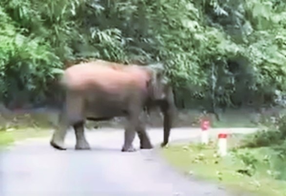 Voi rung pha nuong ray nguoi dan, di chuyen tren tinh lo hinh anh