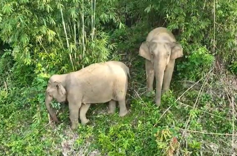 Vi sao voi rung lien tuc xuat hien pha nha dan? hinh anh