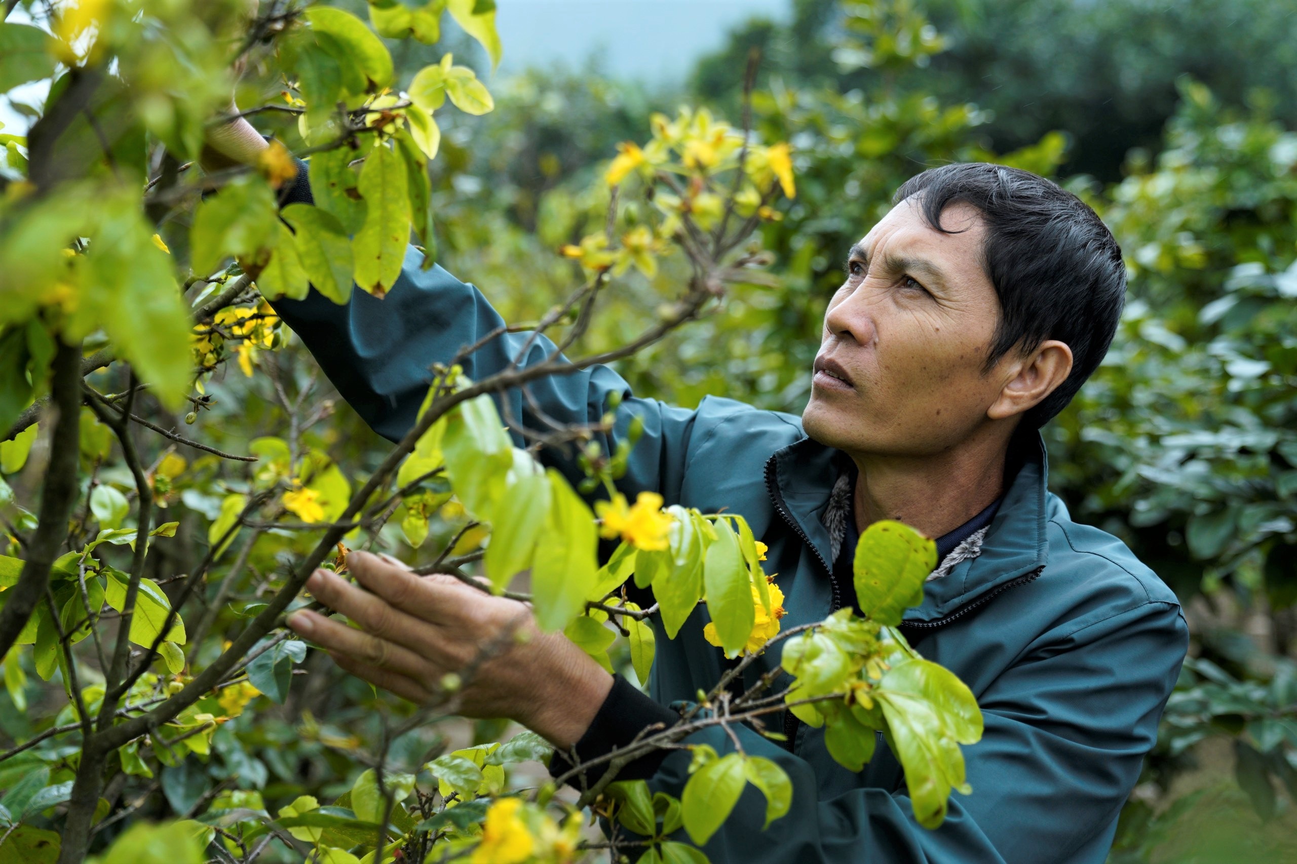 Nong dan 'thu phu' mai vang Ha Tinh lo that thu vi hoa no som hinh anh
