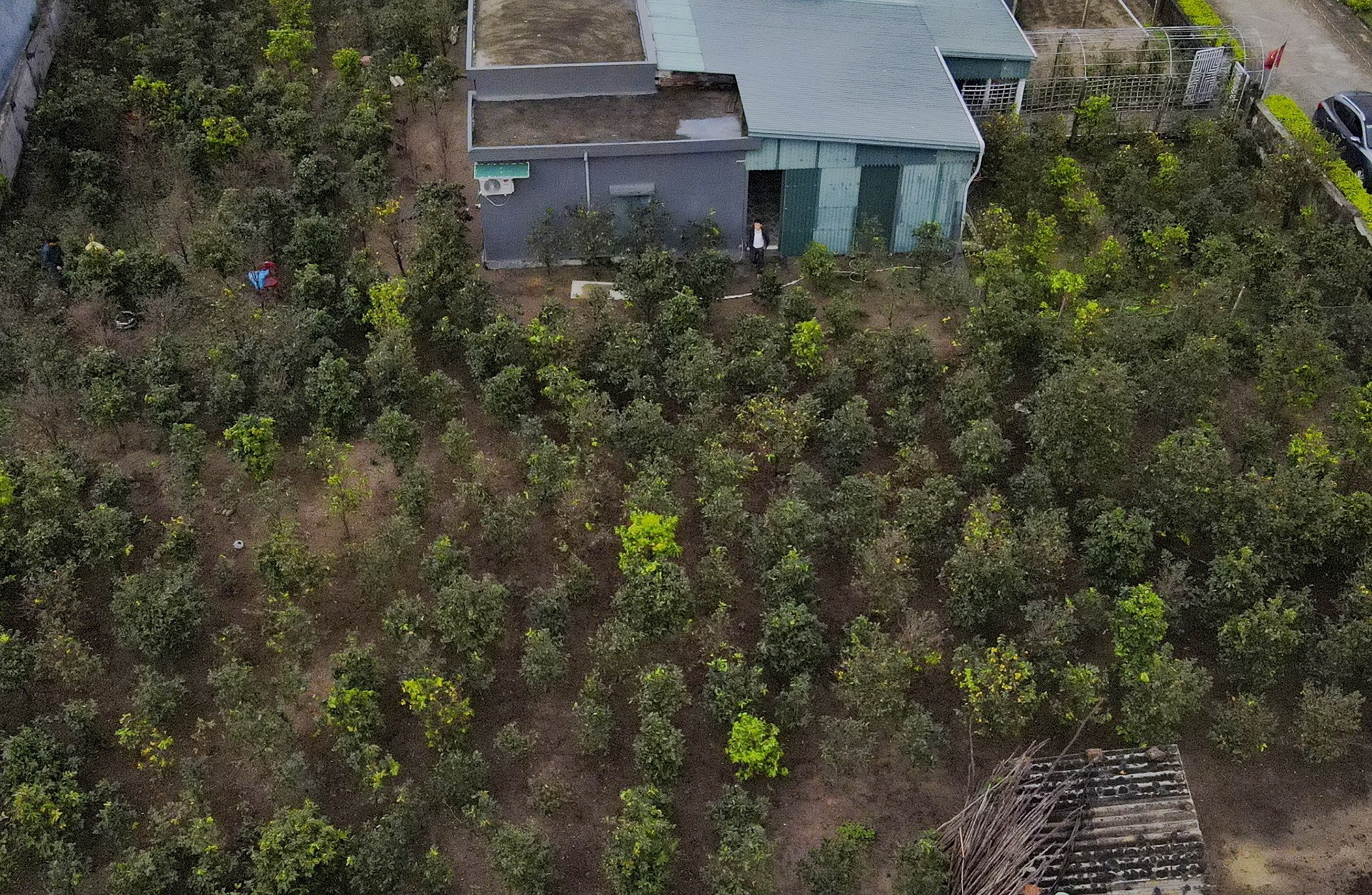 Hoa dao no som anh 7