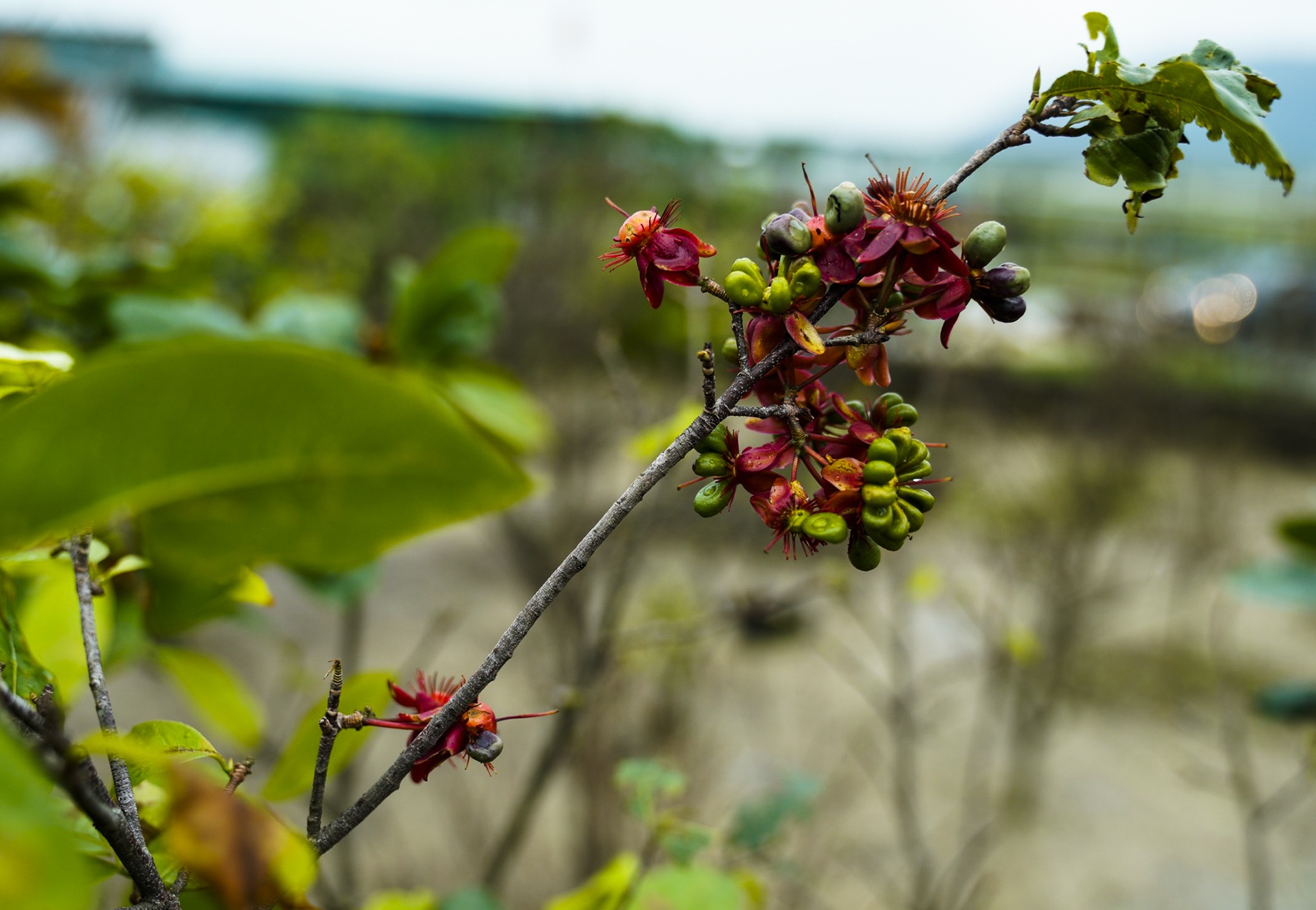 Hoa dao no som anh 6