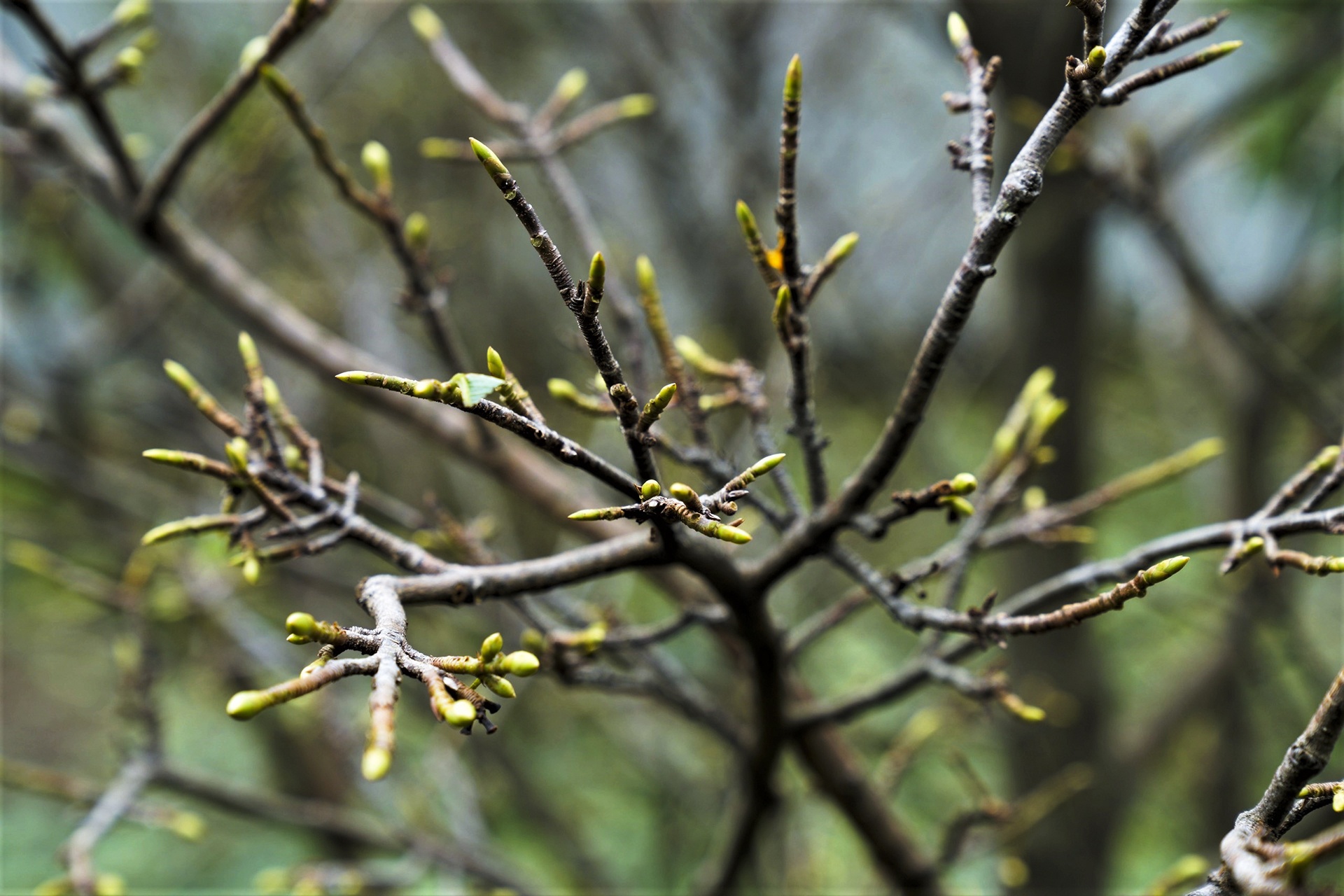 Hoa dao no som anh 8