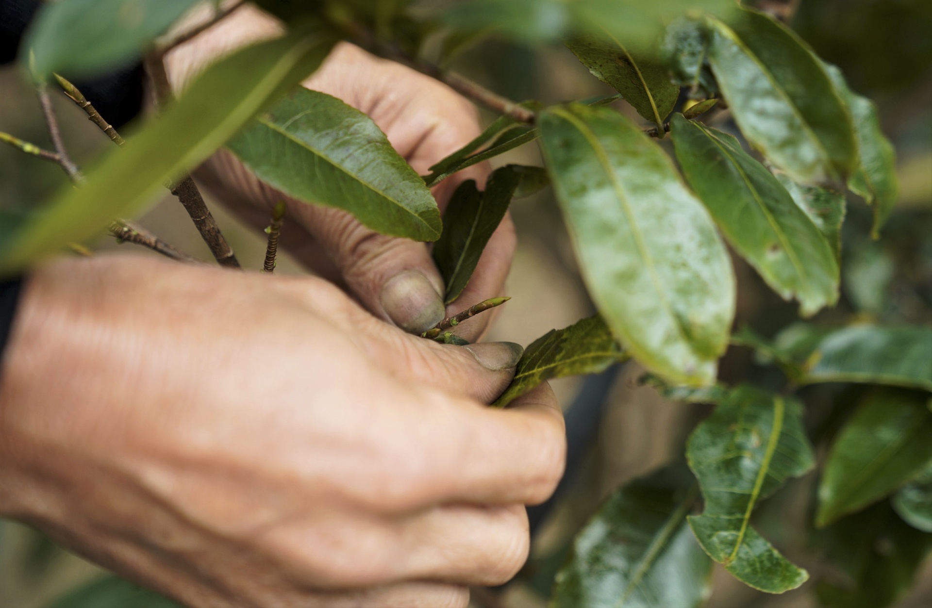 Hoa dao no som anh 4