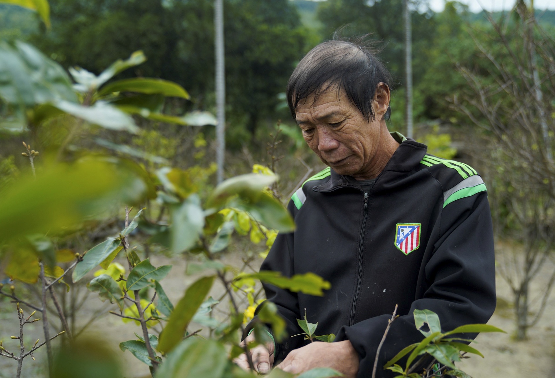 Hoa dao no som anh 5