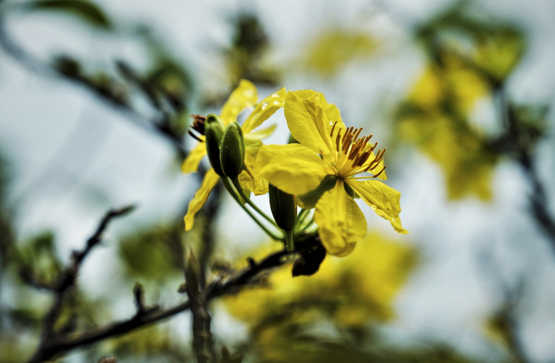 Hoa dao no som anh 2