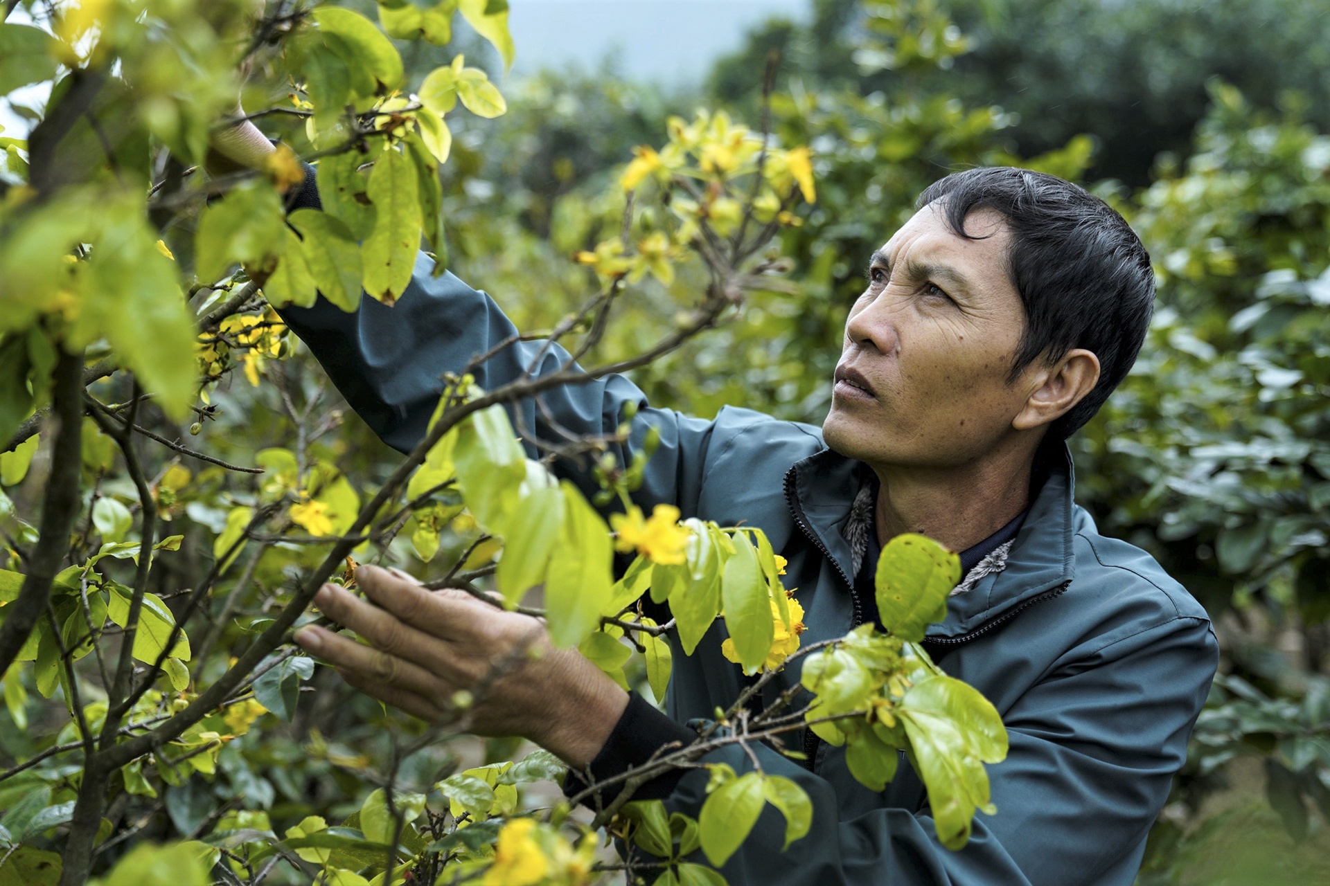 Hoa dao no som anh 3