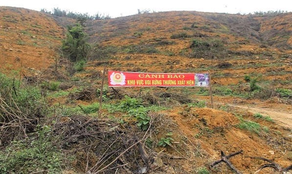 voi rung Nghe An anh 4