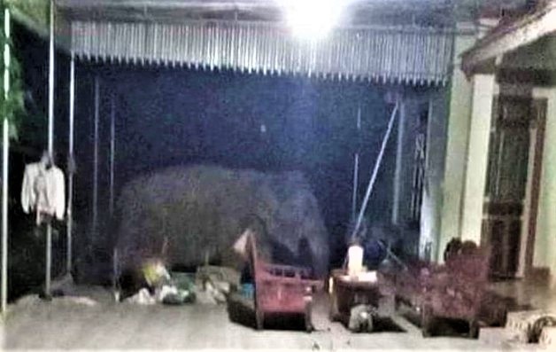 voi rừng Nghệ An ảnh 2 voi rung Nghe An anh 2