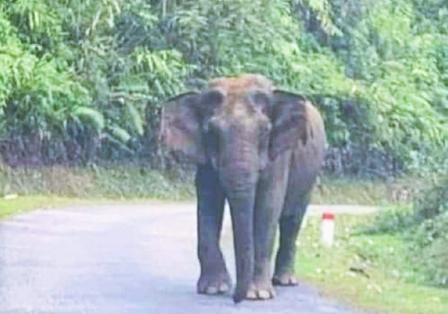 voi rừng Nghệ An ảnh 3 voi rung Nghe An anh 3