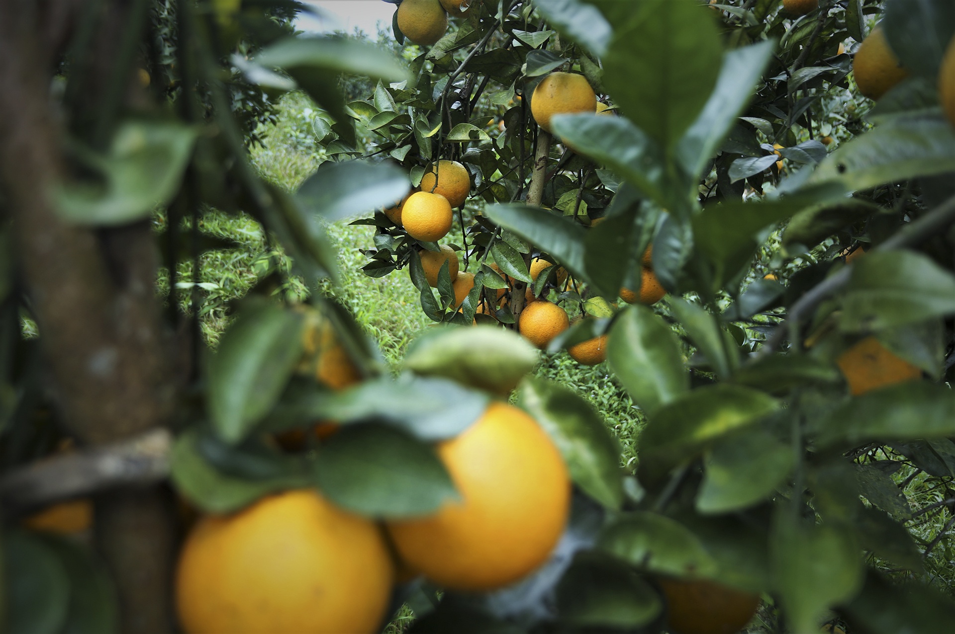 gia cam tang cao anh 4