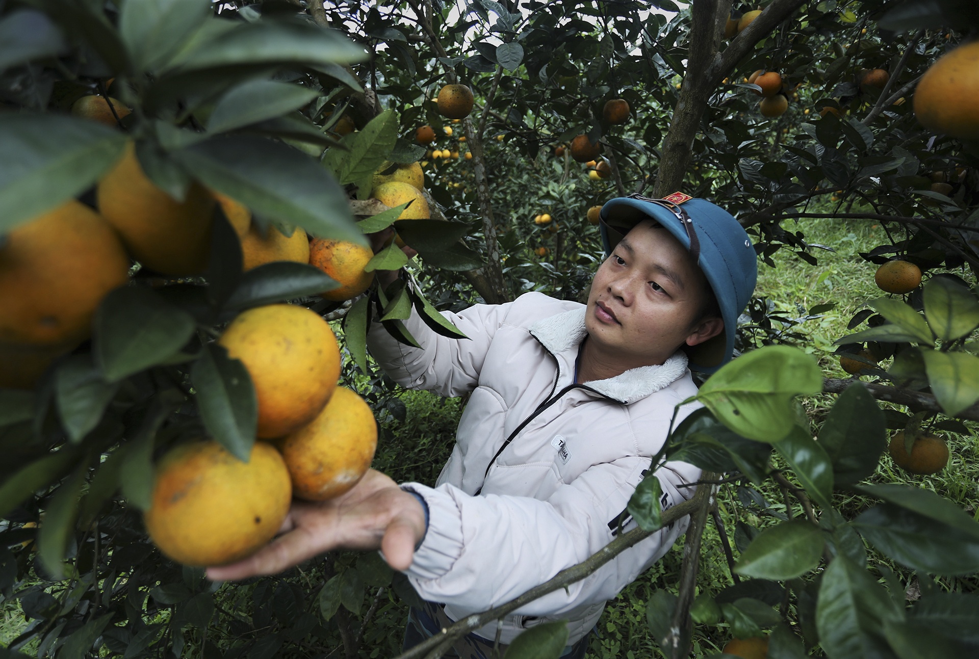 Cam chin vang doi, nguoi dan co gam hang cho Tet hinh anh