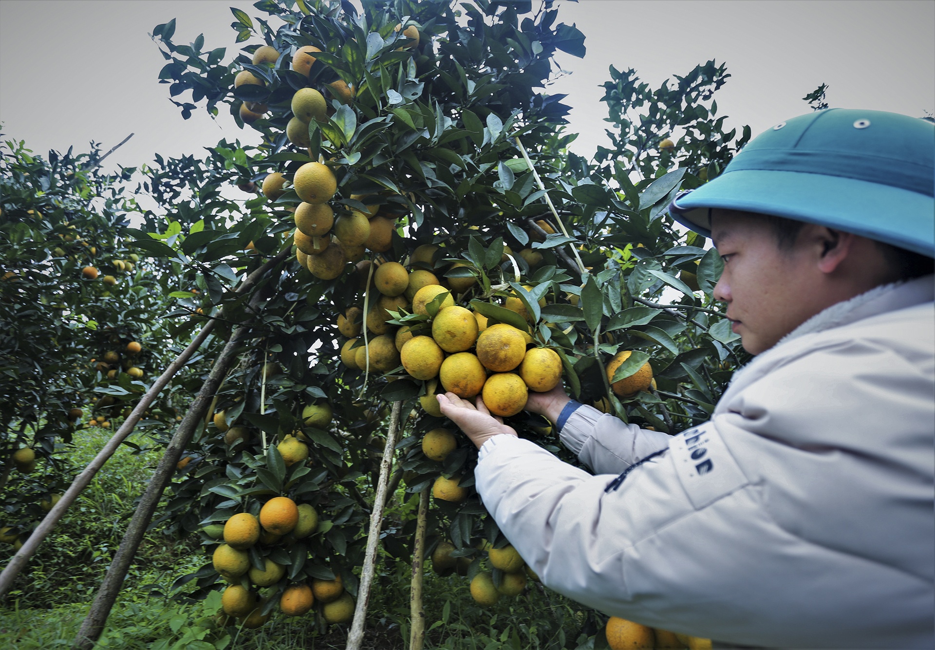 gia cam tang cao anh 5