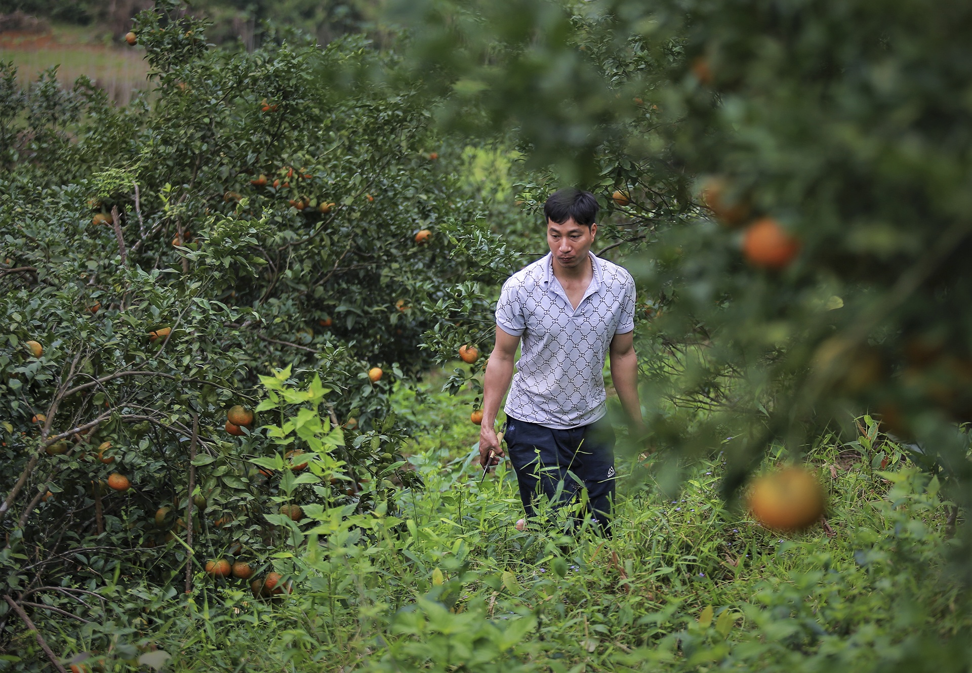 gia cam tang cao anh 9