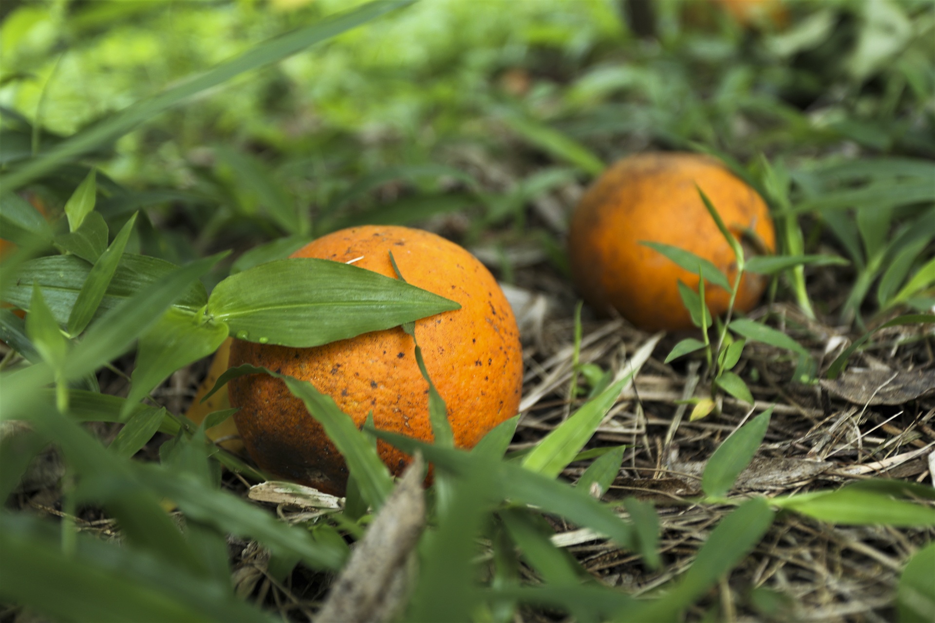 gia cam tang cao anh 6