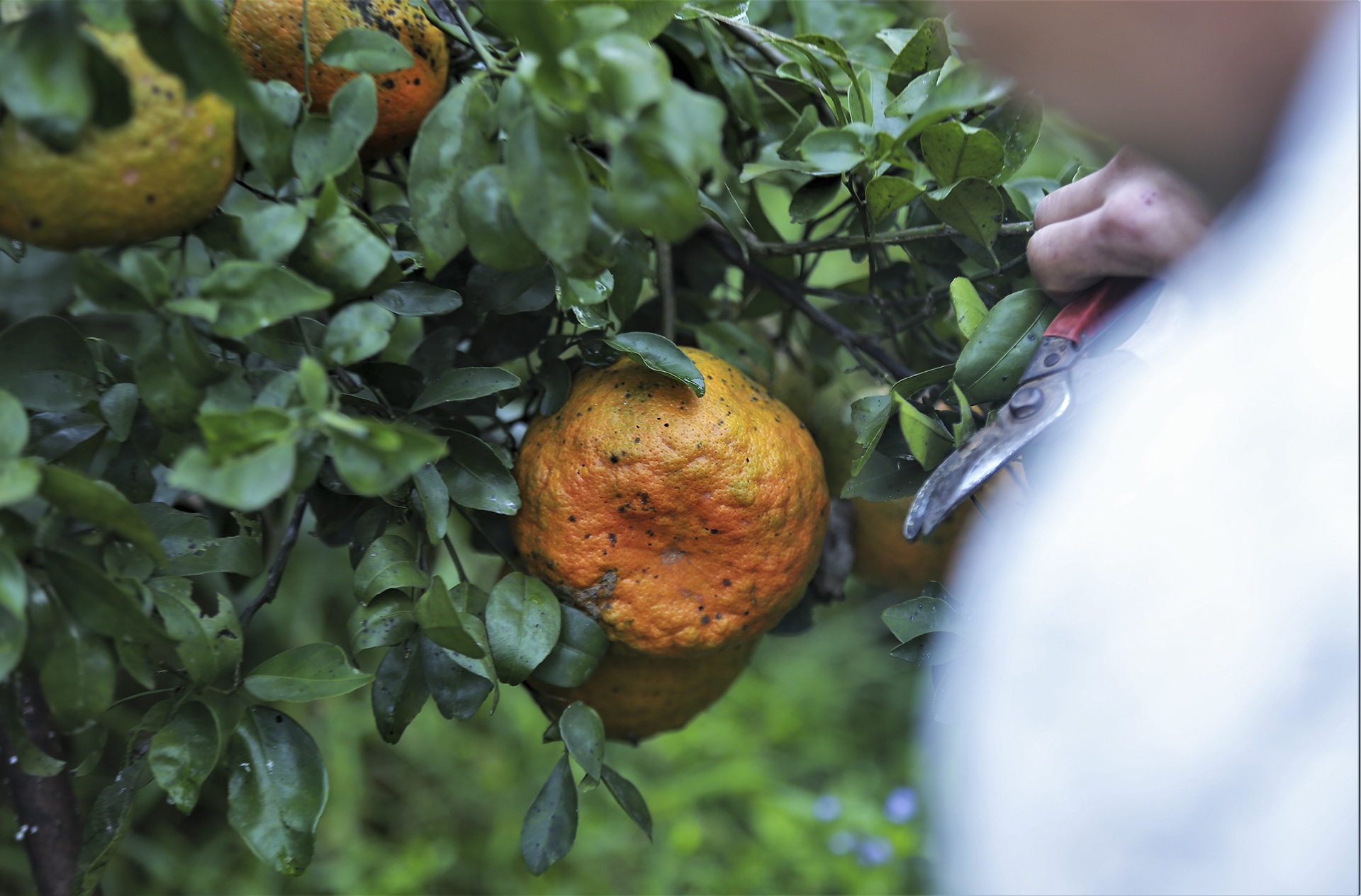 gia cam tang cao anh 11